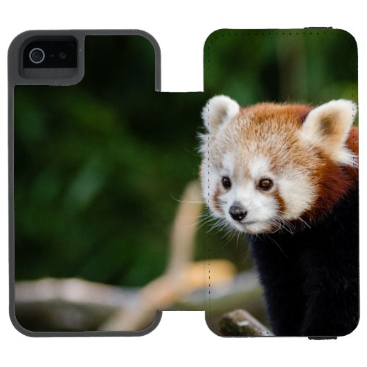 Roter Panda sitzt auf schneebedecktem Log Incipio iPhone Geldbeutel-Hülle (Folio Geöffnet)