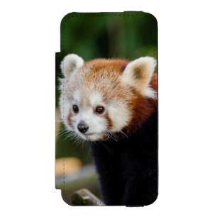 Roter Panda sitzt auf schneebedecktem Log Incipio Watson™ iPhone 5 Geldbörsen Hülle