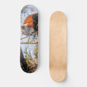 Roter Panda Skateboard (Vorderseite)