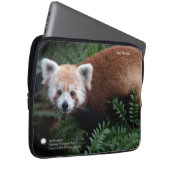Roter Panda Smithsonian | Laptopschutzhülle (Vorne Rechts)