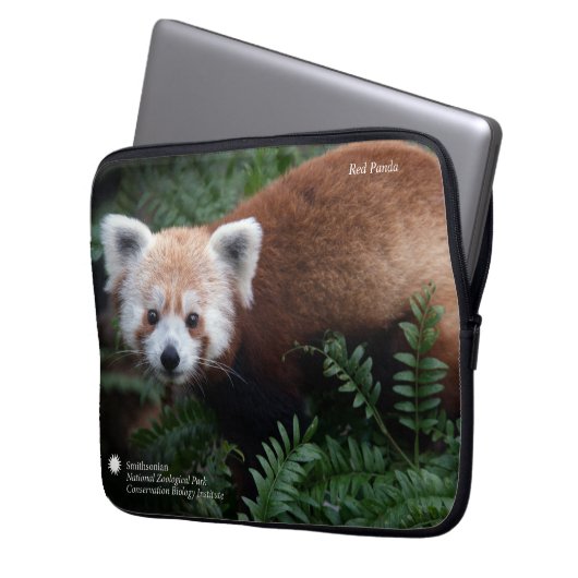 Roter Panda Smithsonian | Laptopschutzhülle (Vorderseite Links)