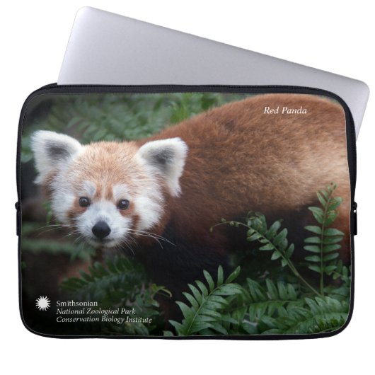 Roter Panda Smithsonian | Laptopschutzhülle (Vorderseite)