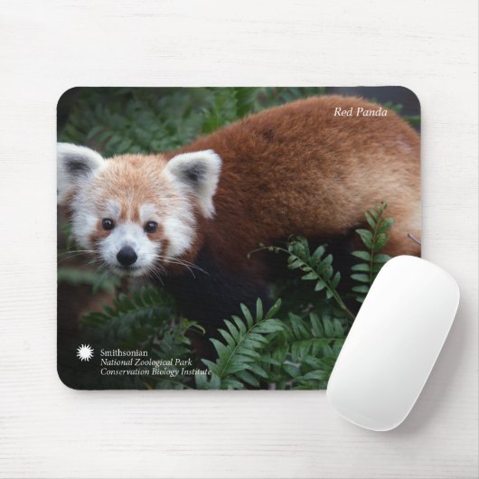 Roter Panda Smithsonian | Mousepad (Mit Mouse)