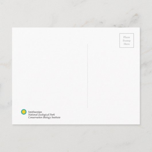 Roter Panda Smithsonian | Postkarte (Rückseite)