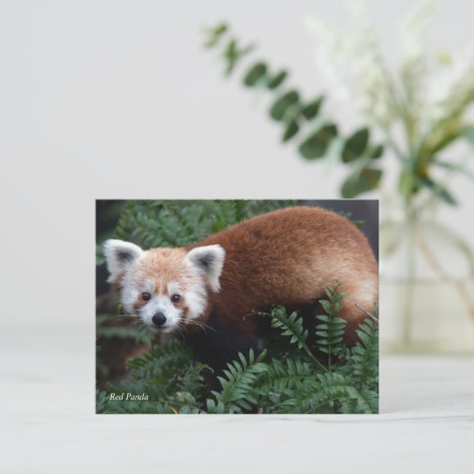 Roter Panda Smithsonian | Postkarte (Stehend Vorderseite)