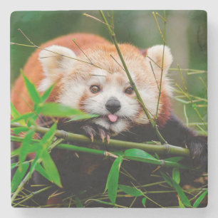 Roter Panda Steinuntersetzer
