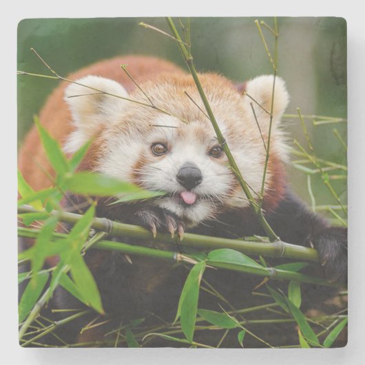 Roter Panda Steinuntersetzer (Vorderseite)