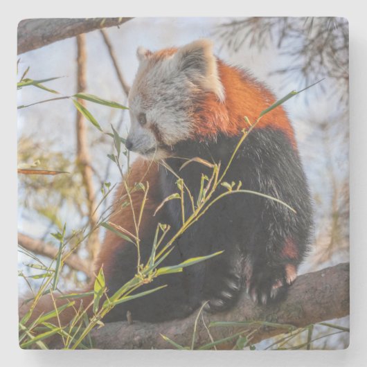 Roter Panda Steinuntersetzer (Vorderseite)