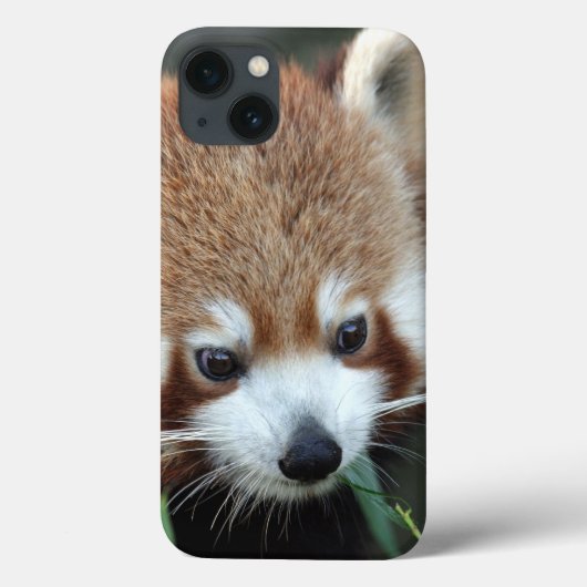 Roter Panda, Taronga Zoo, Sydney, Australien Case-Mate iPhone Hülle (Rückseite)