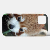 Roter Panda, Taronga Zoo, Sydney, Australien Case-Mate iPhone Hülle (Rückseite (Horizontal))