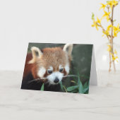 Roter Panda, Taronga Zoo, Sydney, Australien Karte (Gelbe Blume)