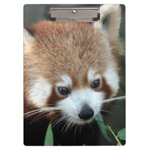 Roter Panda, Taronga Zoo, Sydney, Australien Klemmbrett