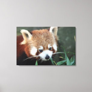 Roter Panda, Taronga Zoo, Sydney, Australien Leinwanddruck