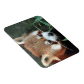 Roter Panda, Taronga Zoo, Sydney, Australien Magnet (Rechte Seite)