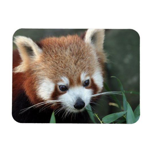 Roter Panda, Taronga Zoo, Sydney, Australien Magnet (Horizontal)