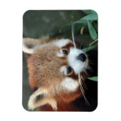 Roter Panda, Taronga Zoo, Sydney, Australien Magnet (Vertikal)
