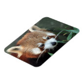 Roter Panda, Taronga Zoo, Sydney, Australien Magnet (Linke Seite)