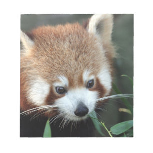 Roter Panda, Taronga Zoo, Sydney, Australien Notizblock