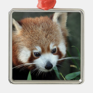 Roter Panda, Taronga Zoo, Sydney, Australien Ornament Aus Metall