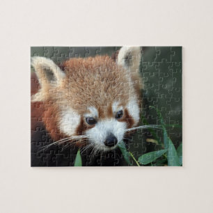 Roter Panda, Taronga Zoo, Sydney, Australien Puzzle