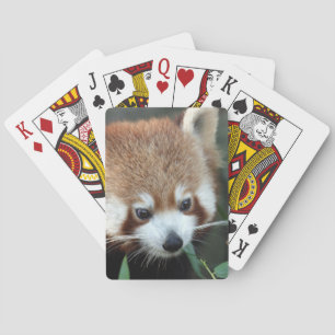 Roter Panda, Taronga Zoo, Sydney, Australien Spielkarten