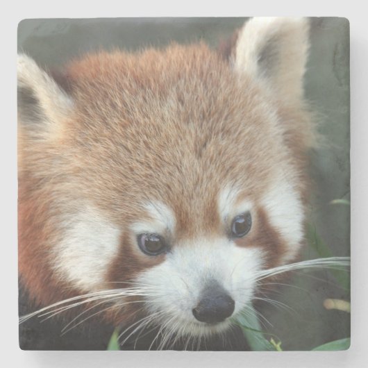 Roter Panda, Taronga Zoo, Sydney, Australien Steinuntersetzer (Vorderseite)