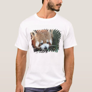 Roter Panda, Taronga Zoo, Sydney, Australien T-Shirt