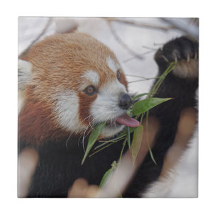 roter Panda-Tierdruck süß Fliese