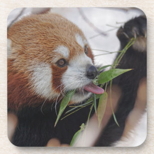 roter Panda-Tierdruck süß Untersetzer