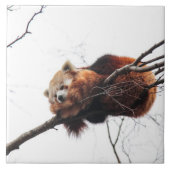 Roter Panda-Tile/Trivet Fliese (Vorderseite)