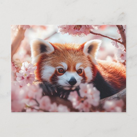 Roter Panda unter den Kirschblüten Postkarte (Vorderseite)