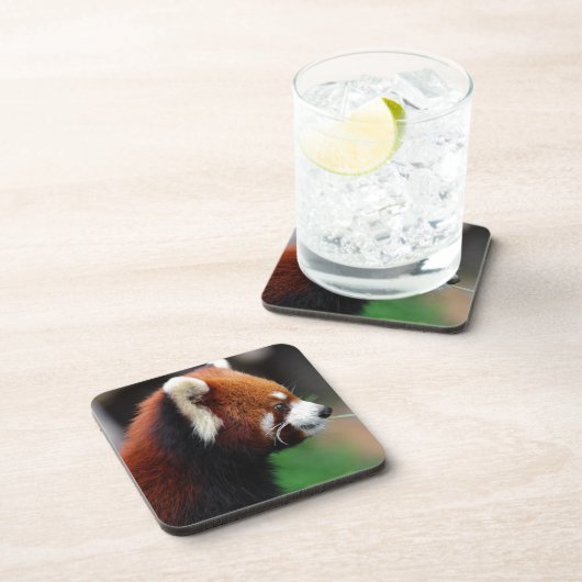 Roter Panda Untersetzer (Rechte Seite)