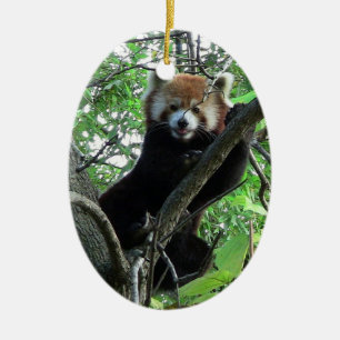 Roter Panda-Verzierung ~ Arten-Reihe Keramik Ornament