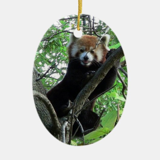 Roter Panda-Verzierung ~ Arten-Reihe Keramik Ornament (Vorne)
