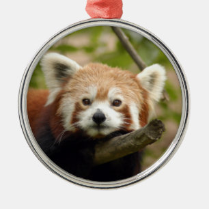 Roter Panda-Weihnachtsverzierung Silbernes Ornament