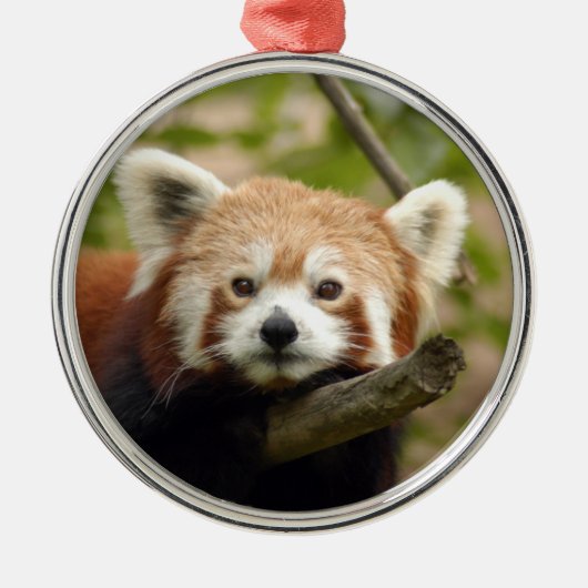 Roter Panda-Weihnachtsverzierung Silbernes Ornament (Vorne)