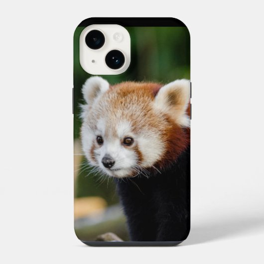 Roter Panda Wildtier iPhone Hülle (Rückseite)