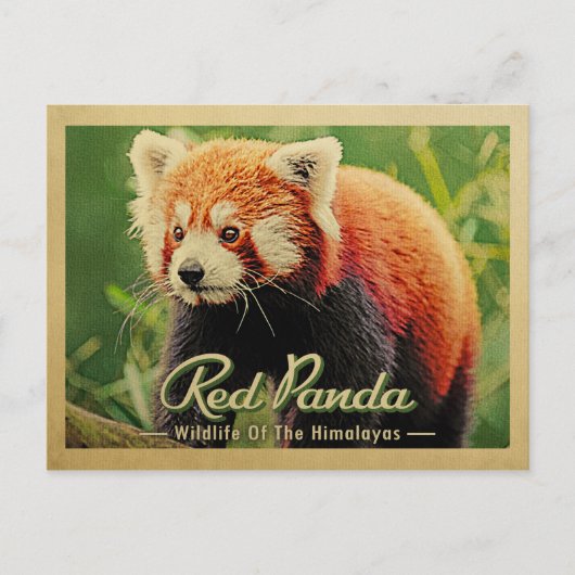 Roter Panda - Wildtiere im Himalaya Postkarte (Vorderseite)