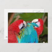 Roter Papagei Postkarte (Vorne/Hinten)