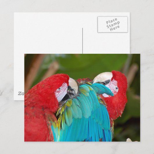 Roter Papagei Postkarte (Vorne/Hinten)
