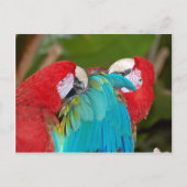 Roter Papagei Postkarte (Vorderseite)