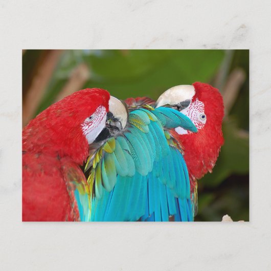 Roter Papagei Postkarte (Vorderseite)