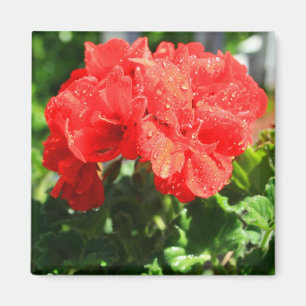 Roter Pelargonie-Blumen-Magnet Magnet