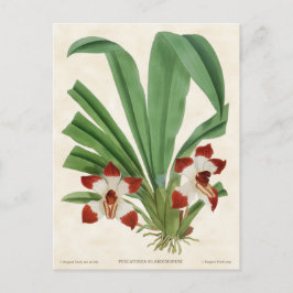 Roter Pescatorea Orchid Vintag Botanisch Postkarte