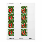 Roter Pfeffer (Vorne)