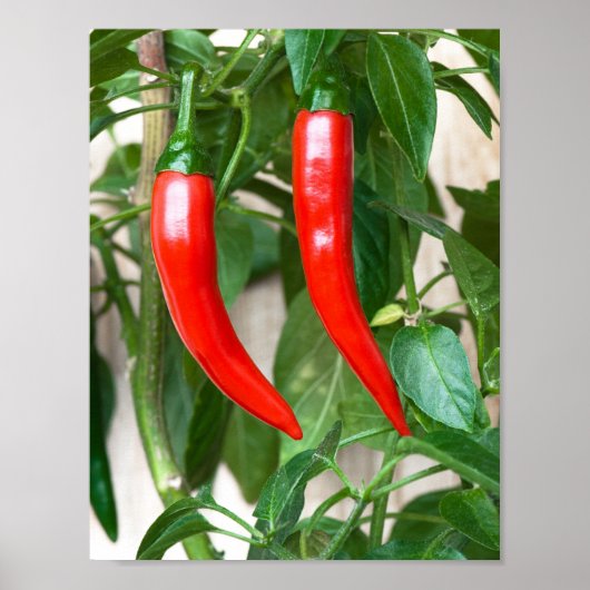 Roter Pfeffer Poster (Vorne)