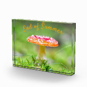 Roter Pilzfall Ende Sommer Fotoblock (Rechts)