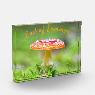 Roter Pilzfall Ende Sommer Fotoblock