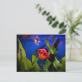 Roter Platy Fish Postkarte (Stehend Vorderseite)