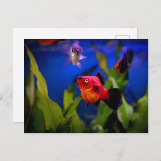Roter Platy Fish Postkarte (Vorne/Hinten)